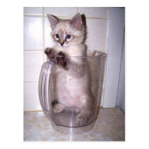 Carte postale de Purrfect de broc