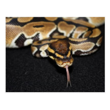 Carte postale de python de boule