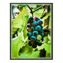 Carte postale de raisins
