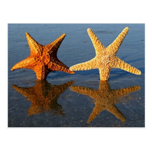 Carte postale de réflexion d'étoiles de mer