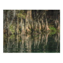 Carte postale de réflexions de Cypress