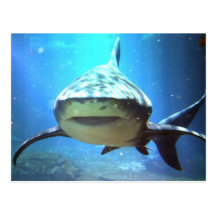 Carte postale de requin