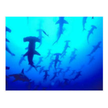 Carte postale de requins