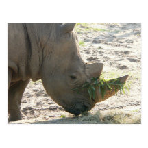 Carte postale de rhinocéros