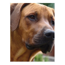 Carte postale de Rhodesian Ridgeback