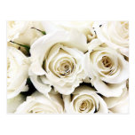 Carte postale de roses blancs