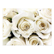 Carte postale de roses blancs