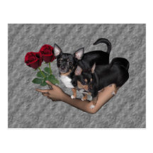 Carte postale de roses de chiwawa
