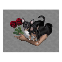 Carte postale de roses de chiwawa