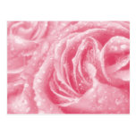 Carte postale de scintillement de rose de rose