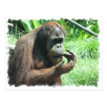 Carte postale de singe d'orang-outan