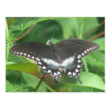 Carte postale de Spicebush