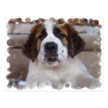 Carte postale de St Bernard