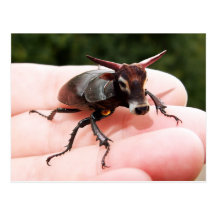 Carte postale de taureau de mâle