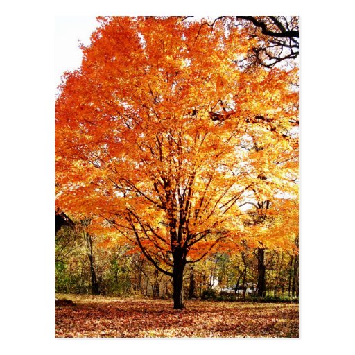 Carte postale de thanksgiving de feuille d'automne