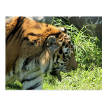 Carte postale de tigre