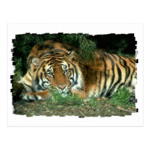 Carte postale de tigre de Bengale