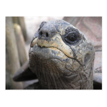 Carte postale de tortue