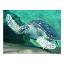 Carte postale de tortue de mer verte