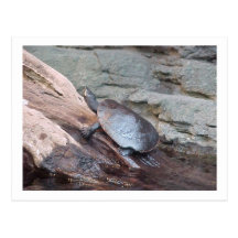 Carte postale "de tortue de rivière"
