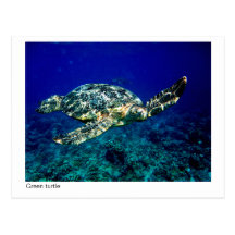 carte postale de tortue verte - 01