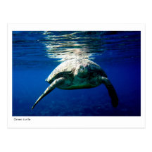 Carte postale de tortue verte - 02
