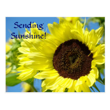 Carte postale de tournesols ENVOYANT le SOLEIL ! B