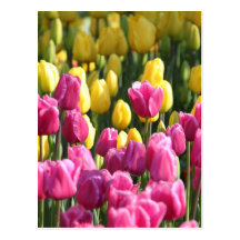 Carte postale de tulipes