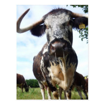 Carte postale de vache à bétail de Longhorn de l'a