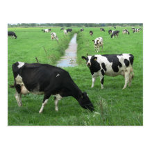 Carte postale de vaches laitières
