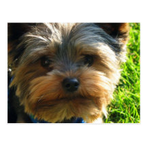 Carte postale de Yorkshire Terrier