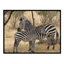 Carte postale de zèbre de mère et de bébé