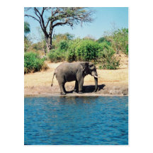 Carte postale d'éléphant