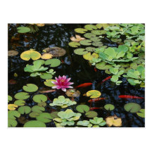 Carte postale d'étang de Koi