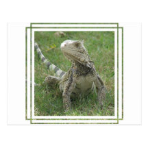 Carte postale d'iguane