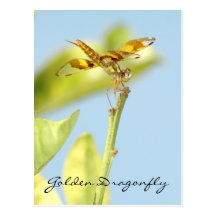 Carte postale d'or de libellule