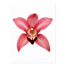Carte postale d'orchidée
