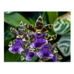Carte postale d'orchidée de Zygopetalum