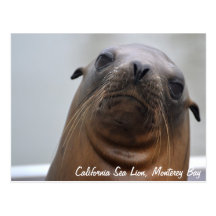 Carte postale d'otarie de la Californie