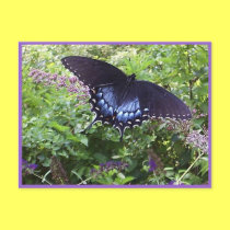 Carte postale douce de papillon cartes postales