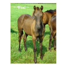 Carte postale douce de poulain