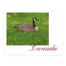Carte postale du Canada d'oie du Canada