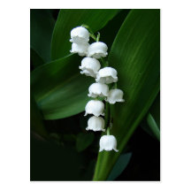 Carte postale du muguet