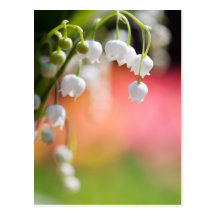 Carte postale du muguet