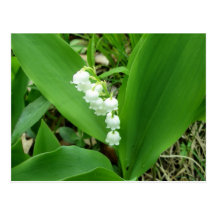 Carte postale du muguet