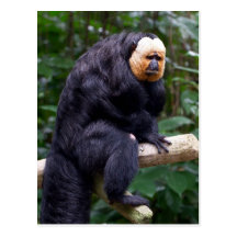 Carte postale faite face blanche de singe de Saki