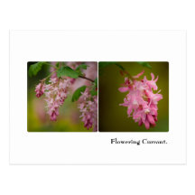 Carte postale fleurissante de groseille