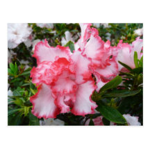 Carte postale florale de doubles azalées
