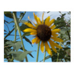 carte postale flowerful puissante cartes postales