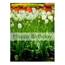 Carte postale | Geburtstagskarte Tulpen d'annivers